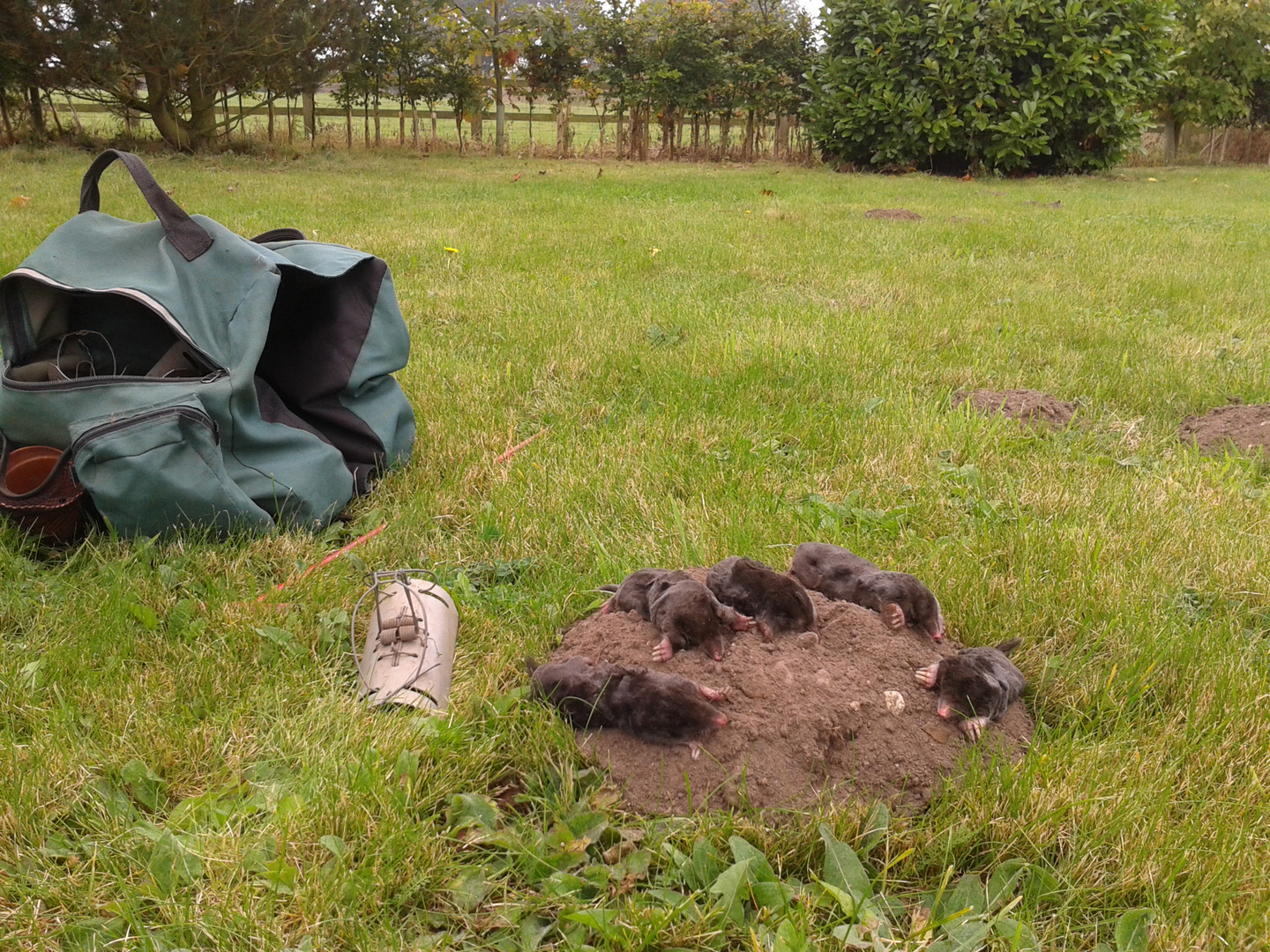mole pest control lincoln lincolnshire