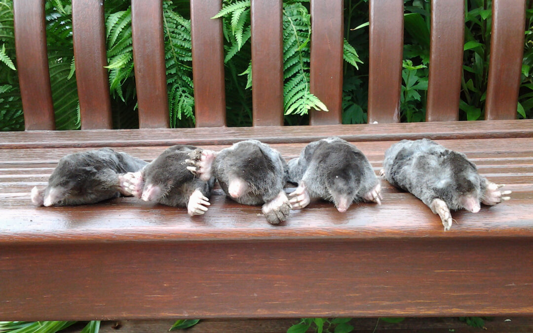 Mole Control in Lincolnshire