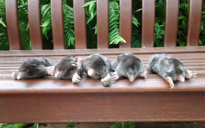 Mole Control in Lincolnshire