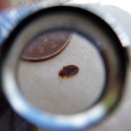 bedbugs lincoln gainsborough uk