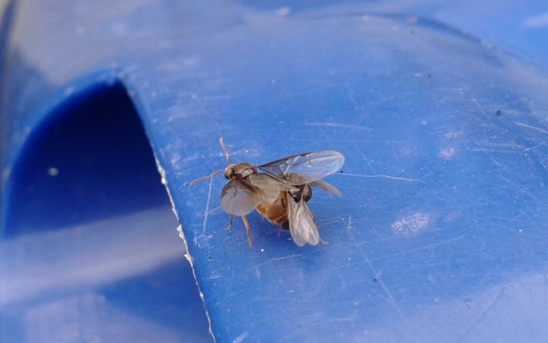 Ants – the masters of perfect timing.