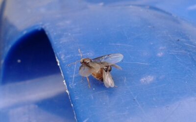 Ants – the masters of perfect timing.