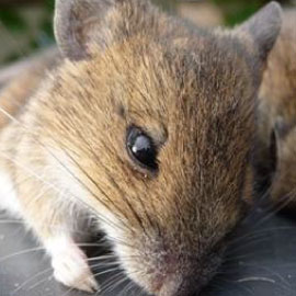 mice control lincoln gainsborough uk