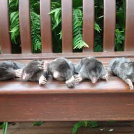 mole control lincoln uk