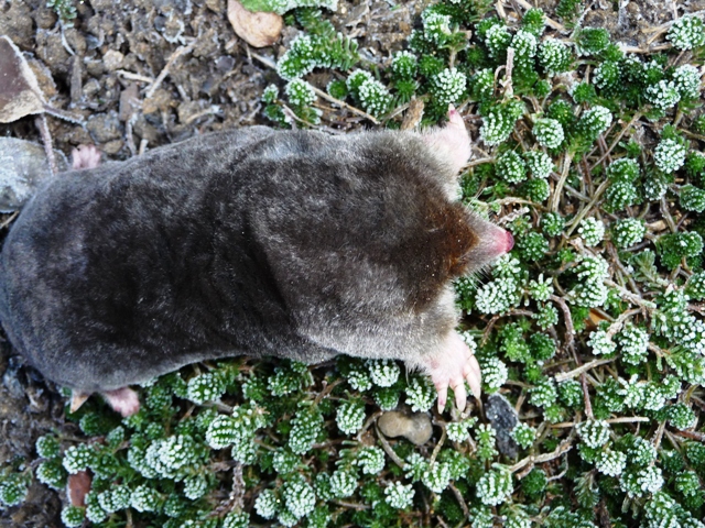 mole control lincoln gainsborough uk