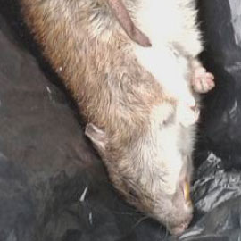 rat control lincoln gainsborough uk