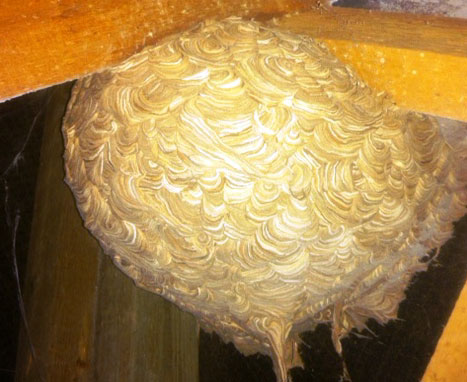 wasp nest removal lincoln uk