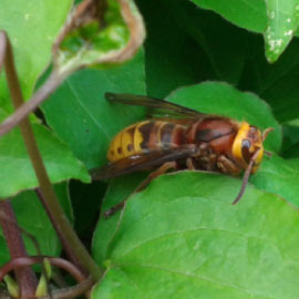 wasp nest removal lincoln uk