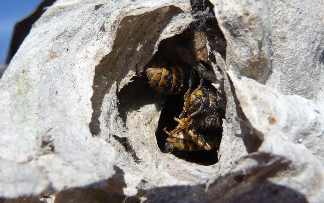 Wasp Control in Lincoln