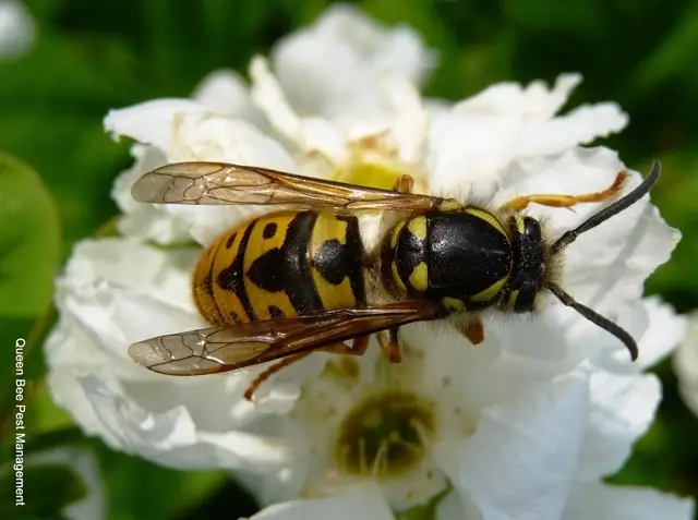 Wasp on a white flower representing professional wasp control in Lincoln