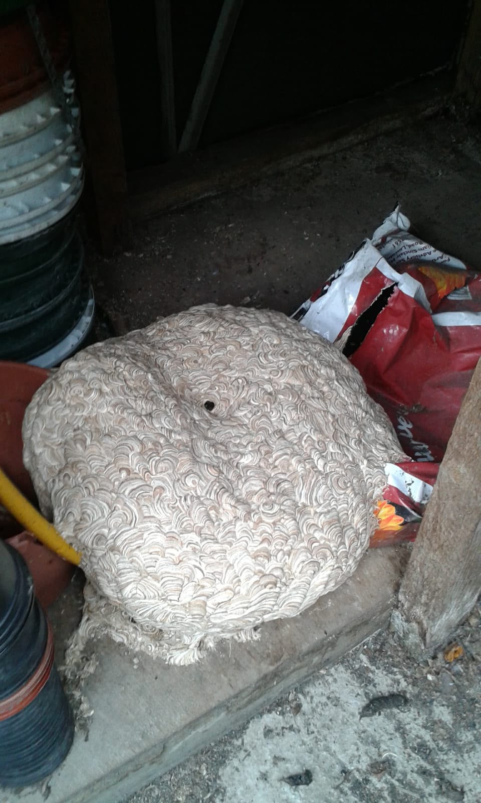 Large wasp nest discovered inside a shed in Lincolnshire