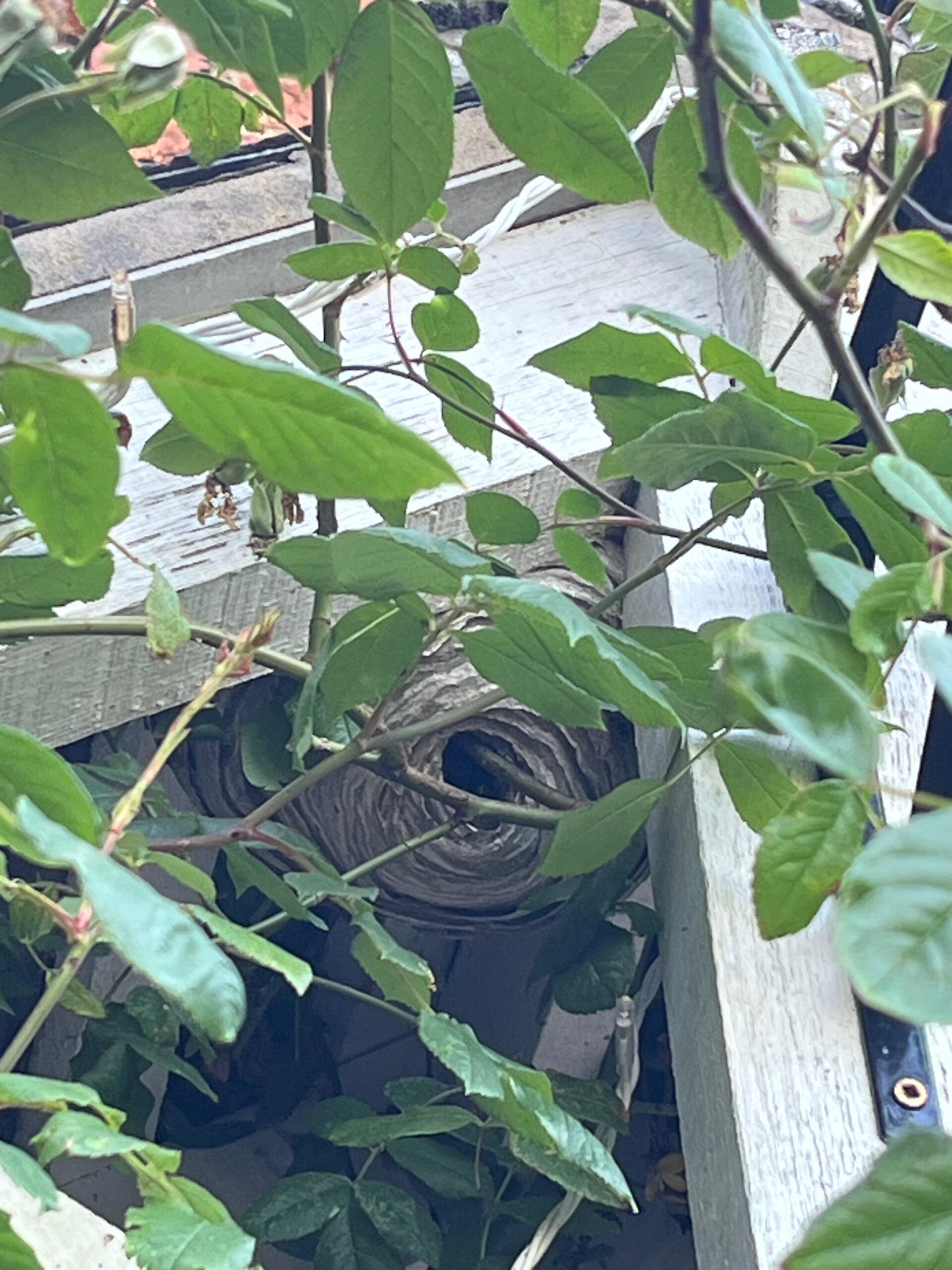 Wasp nest hidden amongst garden plants and shrubs in Welton Lincolnshire