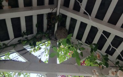 Real Wasp Nest Callouts Across Lincolnshire