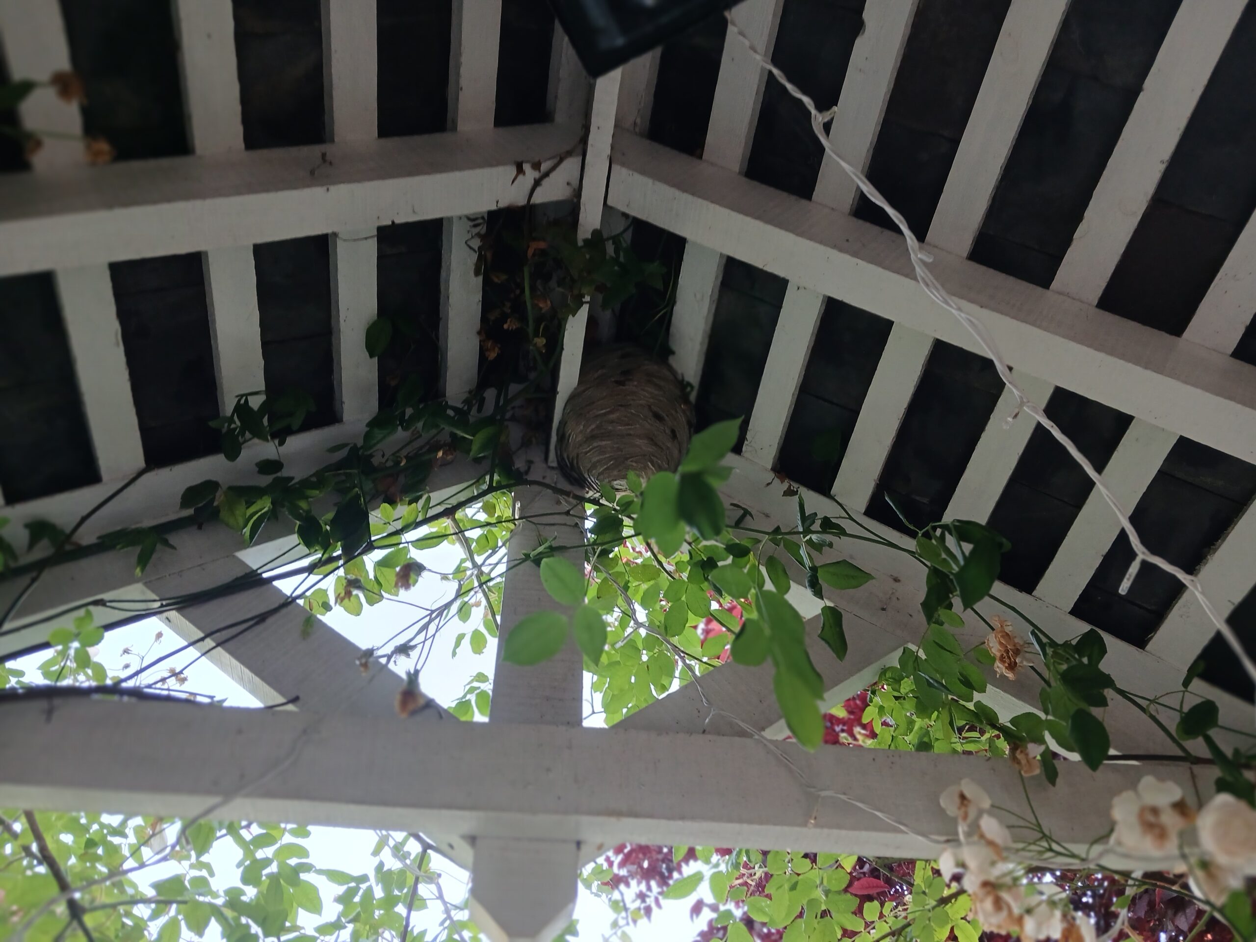 Large wasp nest beneath a sheltered porch in Riseholme Lincoln