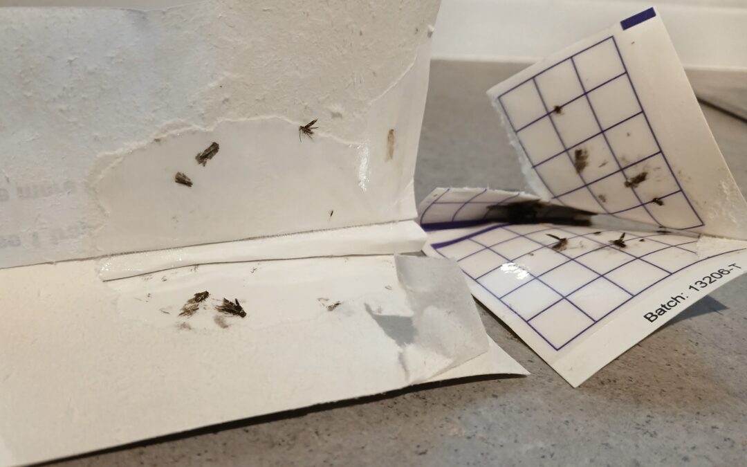 Moth Pest Control Lincoln
