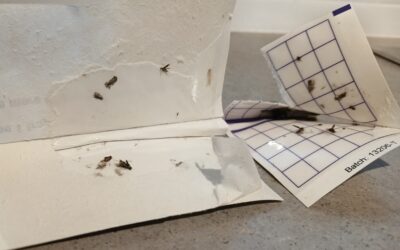 Clothes Moth Control Near Lincoln | Real Case Study